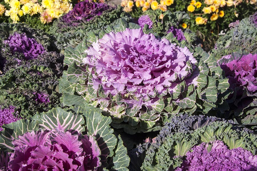 Ornamental Cabbages